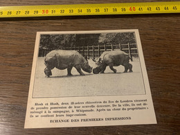 1935 PATI2  Hush Et Hash, Deux Illustres Rhinocéros Du Zoo De Londres à Whipsnade. - Non Classificati