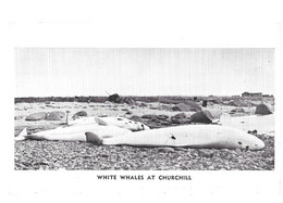 White Whales At Churchill (A6p61) - Churchill