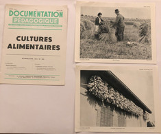 Documentation Pédagogique - Ecole - Géographie - Cultures Alimentaires - Janvier 1956 - Fichas Didácticas