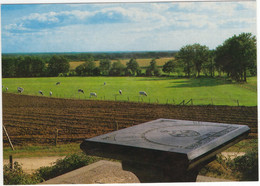 Ootmarsum - Oriënteertafel Op De Kurperberg - (Overijssel, Nederland) - Tableau D'orientation / Orientation Table - Ootmarsum