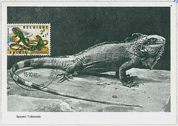 32756  -  BELGIUM   -  MAXIMUM CARD - 1965  ANIMALS  Reptiles  IGUANA - 1951-1960