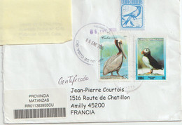 Cuba. Pelican Brun. Brown Pelican. Puffin. Macareux - Pelicans