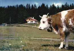 FRANCHE-COMTE Les Rivières  Vache Paturage Chalet - Franche-Comté