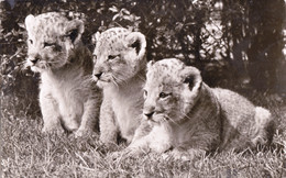 1959, Deutschland, Junge Löwen In Carl Hagenbeck's Tierpark, Hamburg - Stellingen