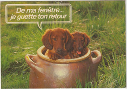 Animaux : Chien , Humour - Hunde