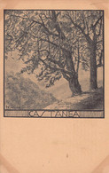 03472 "PIANTA CASTANEA SATIVA- N.R. 1923 - 2801 - CASTAGNO"  PAESAGGIO. CART NON SPED - Árboles