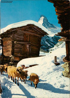 1105810  Winkelmatten Bei Zermatt Matterhorn 4478 M - Matten Bei Interlaken