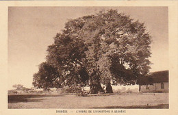 ***   PAYSAGES D'AFRIQUE -ZAMBEZE  L'arbre De Livingstone à Sesheke Neuve TTB - Zambie