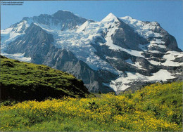 1107778  Jungfrau, Sommerflora Auf Wengernalp - Enge