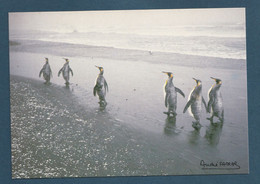 ⭐ TAAF - Carte Postale - Manchot Royaux - Ratmanoff - Kerguelen ⭐ - TAAF : Territorios Australes Franceses