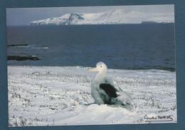 ⭐ TAAF - Carte Postale - Poussin De Grand Albatros - Kerguelen ⭐ - TAAF : Franse Zuidpoolgewesten