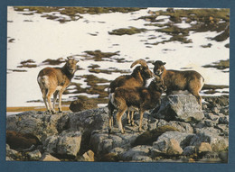 ⭐ TAAF - Carte Postale - Mouflons - Ile Haute - Kerguelen ⭐ - TAAF : Franse Zuidpoolgewesten