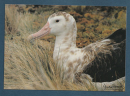 ⭐ TAAF - Carte Postale - Grand Albatros D'Amsterdam - Nouvelle Amsterdam ⭐ - TAAF : Terres Australes Antarctiques Françaises