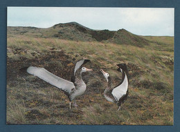 ⭐ TAAF - Carte Postale - Grand Albatros De L'ile Amsterdam ⭐ - TAAF : Territori Francesi Meridionali