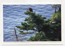 AK 029118 CANADA - Newfoundland - Weisskopfadler Bei Ben Bulls - Sonstige & Ohne Zuordnung