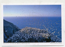 AK 029119 CANADA - Newfoundland - Basstölpel Am Cape St. Mary'S - Other & Unclassified