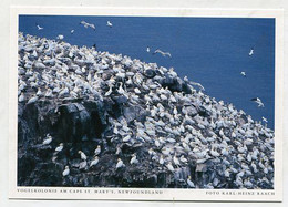 AK 029122 CANADA - Newfoundland - Vogelkolonie Am Cape St. Mary's - Other & Unclassified