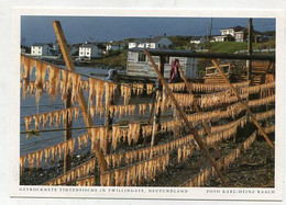 AK 029126 CANADA - Newfoundland - Getrocknete Tintenfische Im Twillingate - Altri & Non Classificati