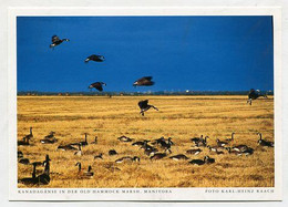 AK 029142 CANADA - Manitoba - Kanadagänse In Der Old Hammock Marsh - Autres & Non Classés