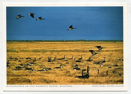 AK 029143 CANADA - Manitoba - Kanadagänse Im Old Hammock Marsk - Andere & Zonder Classificatie