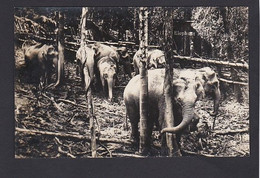 Malaysia. Elephant In Tapah Island - Malaysia