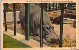Missouri Kansas City Swope Park Zoo "Cleopatra" The Hippopotamus Curteich - Kansas City – Missouri