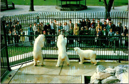 Wisconsin Racine Zoological Park Polar Bear Exhibit - Racine