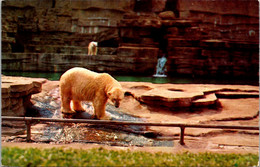 Michigan Detroit Zoological Park Polar Bear Exhibit - Detroit