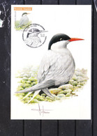 4306 Buzin - Sterne Artique - 1985-.. Birds (Buzin)