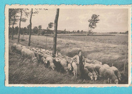 * Assenede (Meetjesland - Oost Vlaanderen) * (Nels, Drukkerij Schietse - De Vriese) Polderzicht, Berger, Mouton, Sheep - Assenede