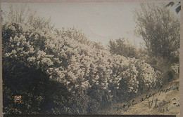 USA Real Photography - Road With A Flower Bush (1912) - Rutas Americanas