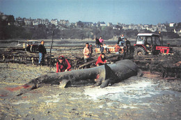 ¤¤  -  CANCALE  -  Un Requin Pélerin De 8.7 M Pesant 4 Tonnes S'échoue Dans Les Parcs à Huitres Le 9 Mars 1997    -   ¤¤ - Cancale