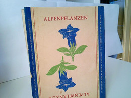 Tafel Der Alpenpflanzen. - Livres Scolaires