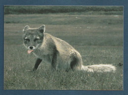 ⭐ TAAF - Carte Postale - Connaissances Des Régions Polaires - Renard Polaire En été ⭐ - TAAF : Franse Zuidpoolgewesten