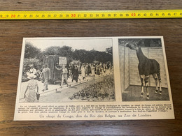 1935 PATI2  Okapi Du Congo, Don Du Roi Des Belges, Au Zoo De Londres. - Non Classificati
