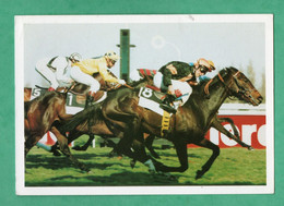 Turf Hippisme Hippodrome De Chantilly Cheval Samiri Mars 1996 - Hippisme