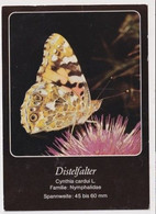 AK 030210 BUTTERFLY - Distelfalter - Papillons