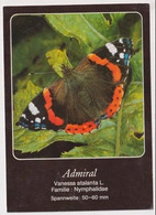 AK 030216 BUTTERFLY - Admiral - Papillons