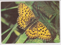 AK 030222 BUTTERFLY - Papillons