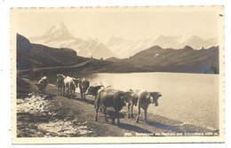 Carte Ancienne SUISSE - Des Vaches - Genealogy