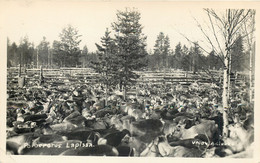 Finland - Lappland Poroerotus Lapissa 1959 - Finnland