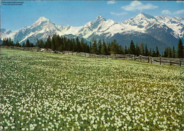 1108586 Crocuswiese Auf Wieseneralp - Wiesen