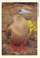 ECUADOR , T.P. CIRCULADA , AVES , BIRDS , PIQUERO PATAS ROJAS - Ecuador