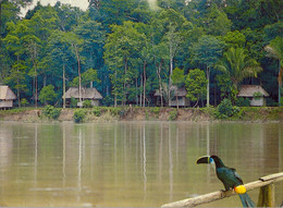 PERÚ , T.P. CIRCULADA ,  CASERIO EN LA SELVA - ÍQUITOS - Peru