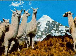 PERÚ , T.P. CIRCULADA , HATO DE LLAMAS EN LA CORDILLERA - Pérou