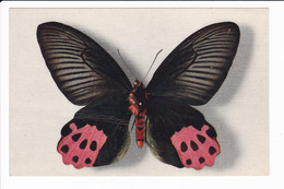 Lot 4 Cp De Papillon Rares éditées Par "le Comité National De L'enfance" - N°1.2.3.4. (collection Boubée) - Insekten