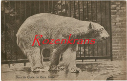 Ijsbeer Polar Bear Ours Blancs Blanc Eisbär Oso Polar Orso Polare Bianco CPA AK - Bears