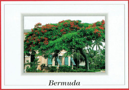 Bermuda - Poinciana Tree - Bermuda