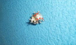 Broche Pin's Coccinelle ! Dorée En Partie . - Brooches