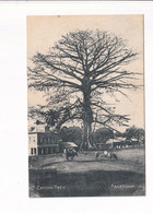 Freetown - Cotton Tree - Sierra Leone